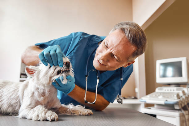 Best Emergency Dentist for Lost Fillings or Crowns in Hebron, MD